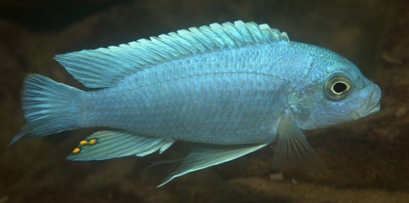 Maylandia chrysomallos 'Chiofu'